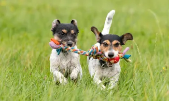 Two dogs play with the same rope toy