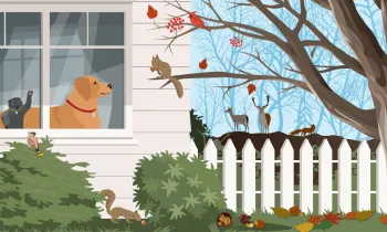Illustration of a dog and cat looking out a window at backyard wildlife.