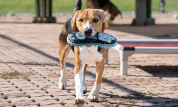 Photo of a beagle with a toy in it's mouth