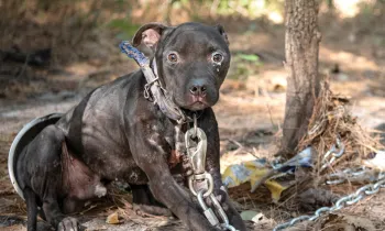 Ray J the dog tied with heavy chains to a tree.