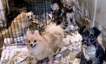 Filthy conditions surrounding dogs inside a puppy mill.