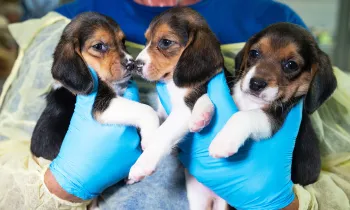 Puppies rescued from Envigo facility held by HSUS rescuer
