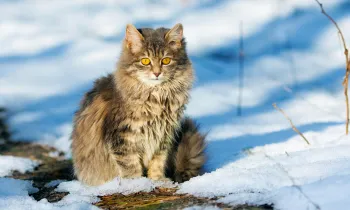 Fluffy grey cat outside in snowy lawn