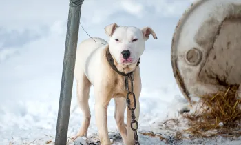 White pit bull chained to a metal pole outside in the snow