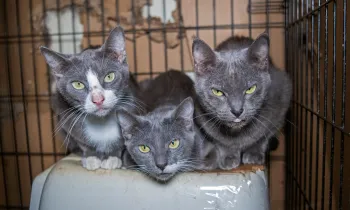 Three cats in dirty cage before being rescued from an alleged cruelty situation in Crystal Springs, MS