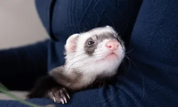domestic pet ferret gets cozy in owners arms