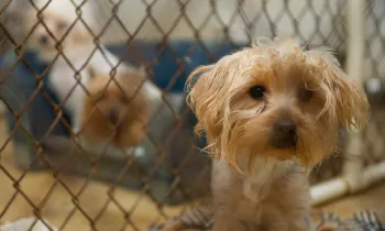 Small scared puppy in a puppy mill cage with other scared puppies in the background