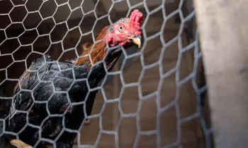 A rooster looks out from a caged enclosure.