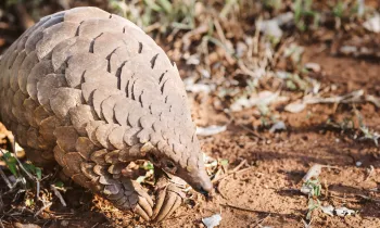 Photo of Cory, the pangolin.