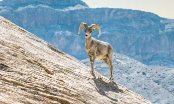 Nevada desert Bighorn sheep, Ovis canadensison, a rock cliff close up portrait 