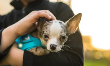 Boy holding a Chihuahua dog