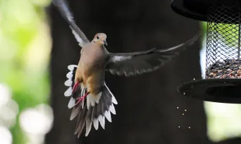 Mourning dove flying to a bird feeder