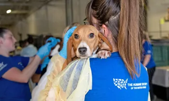 Beagle rescued from animal testing breeding facility