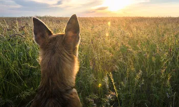 Dog looking at a sunset