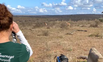 A woman in a green shirt looks out over African savanna and sees multiple giraffes