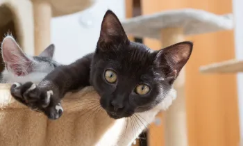 kitten relaxing inside cat bed stretching out paw showing claws