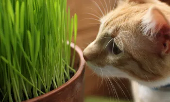 tabby cat getting close to some potted grass