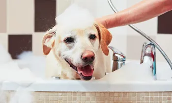 Golden lab taking a bubble bath in a large bath tub