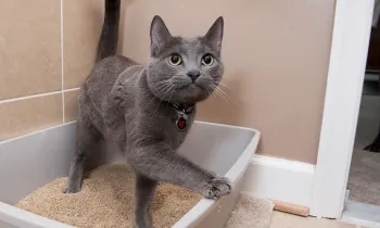 Happy cat leaving litter box 