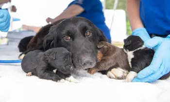 HSUS staff member with a dog and her puppies rescued from a large-scale alleged cruelty case at a puppy breeding operation in Hertford County, North Carolina.