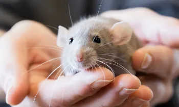 Person holding a cute pet rat