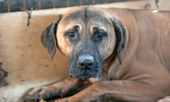 A sad dog looks out from a cage on a dog meat farm in South Korea.
