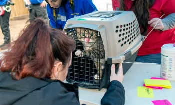 A cat in a crate is being examined by a rescue team member.