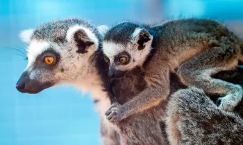 Lemurs in temporary area at Black Beauty Ranch after being rescued from a zoo in Puerto Rico