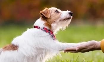 Person training cute, small dog