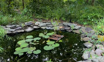 a naturalistic pond