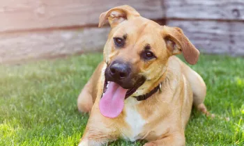 Happy dog laying in the sun in yard