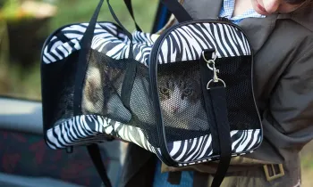 Pet cat in travel carrier going into a car