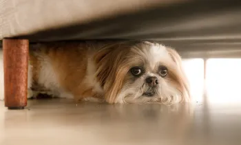 Small scared dog hiding under couch