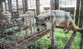 Image of arctic foxes in cages at a fur farm.