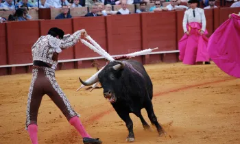 A matador thrusts swords into an exhausted bull in a bullfighting arena