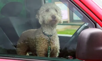 Dog in hot car