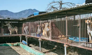 Backed out view of several cages filled with dogs at a dog meat farm.