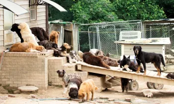 Many dogs dogs living in filthy conditions on the property of a high-volume breeder