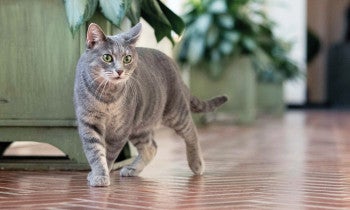 President Biden's cat Willow explores the White House