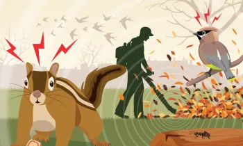 Illustration of a chipmunk and bird being disturbed the the noise of a leaf blower.