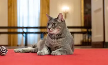 President Biden's cat Willow explores the White House