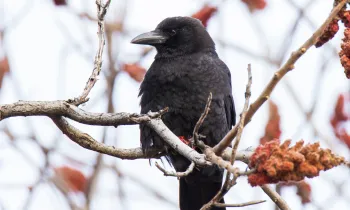 American crow sitting on a branch
