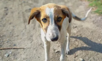 Sad homeless dog looks at camera