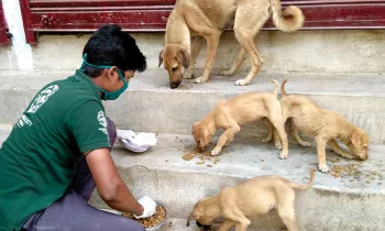Man feeding street dogs in India. 
