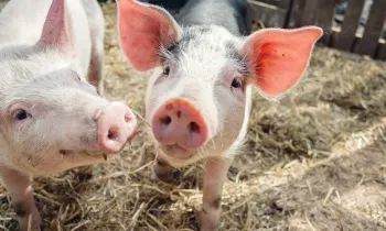 young piglets Patsy & Saffron play in Summer sunshine in their enclosure at Pigs In The Wood sanctuary for pigs 