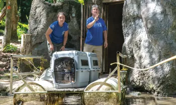 HSUS staff load a pair of lemurs onto a raft to cross a moat at zoo before transporting to sanctuary