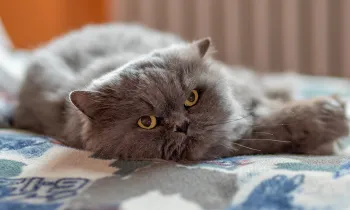 Sleepy cat resting on blanket