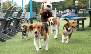 4 beagles running