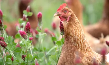 Brown chicken in a field.
