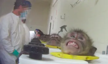 Scared monkey in head stock during HSUS undercover investigation into toxicology lab